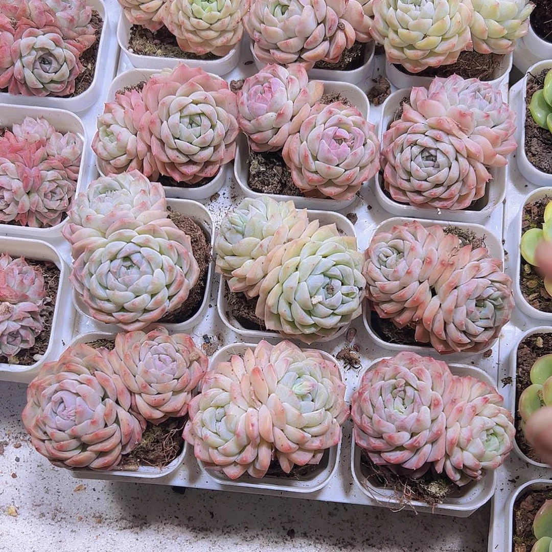 双头绿心19包邮多肉