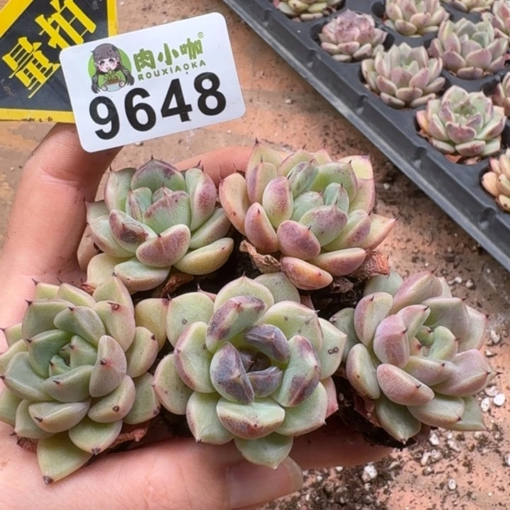 当前无花朵，栽培后可花朵多肉植物多肉植物