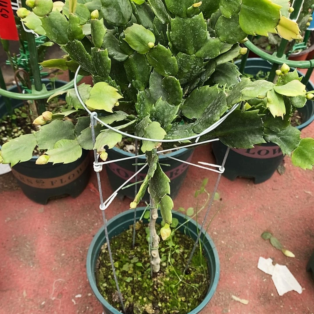 窒***淡完全开放福利局单层