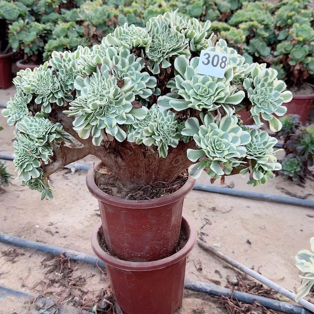 308绿豆莎一颗呀呀