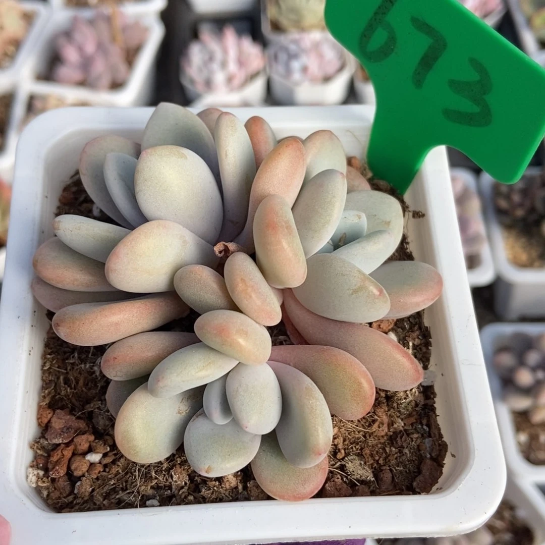 673粉兔多肉植物保护