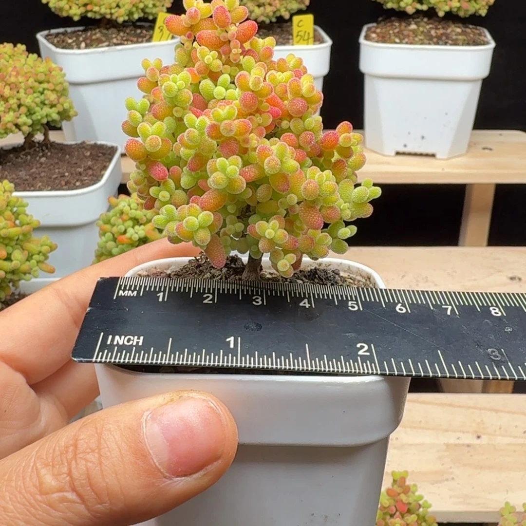 c133号蜜橘冠服6厘米