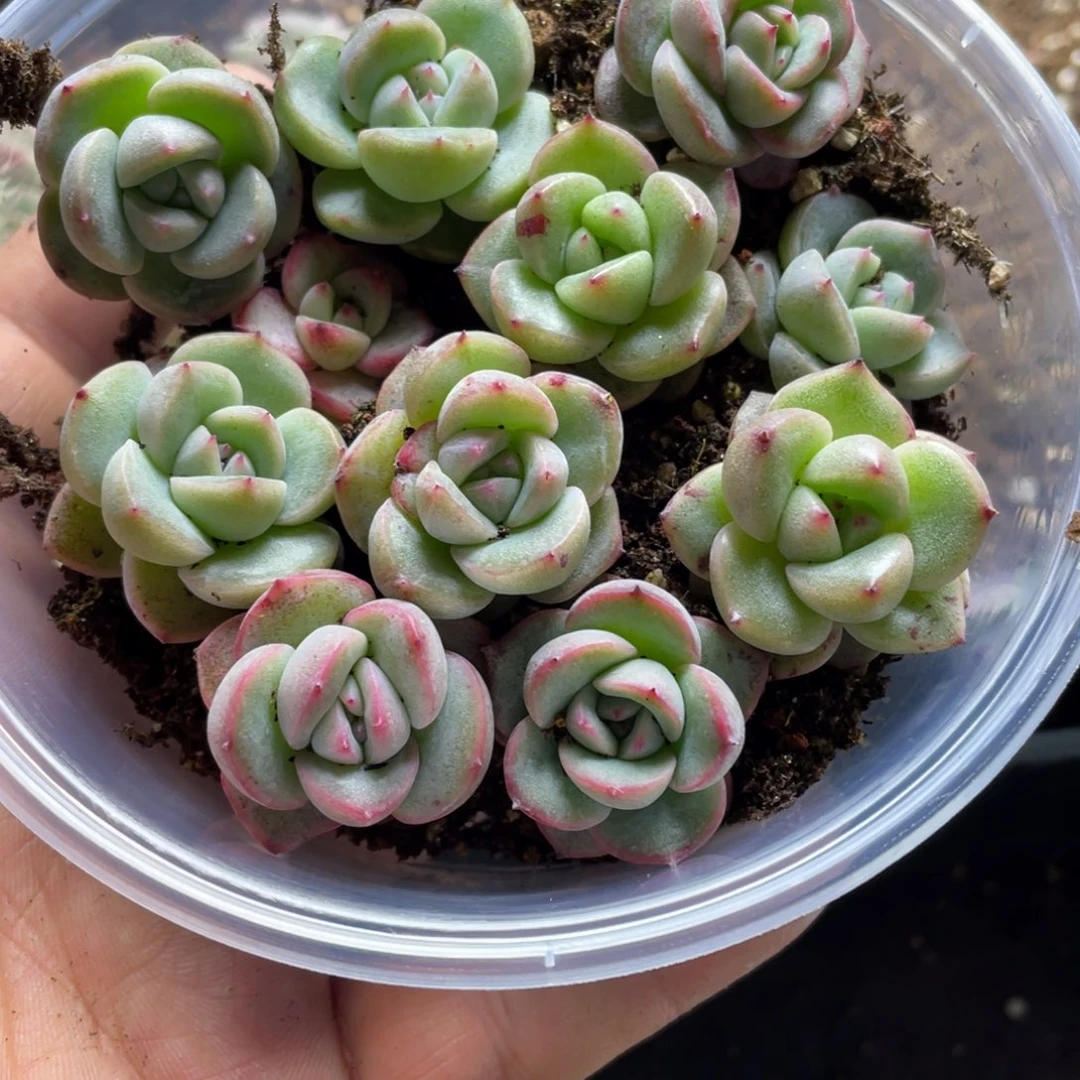 Aj珍妮混一物一拍123