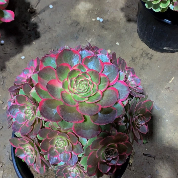 无花朵粉花妖0000000000