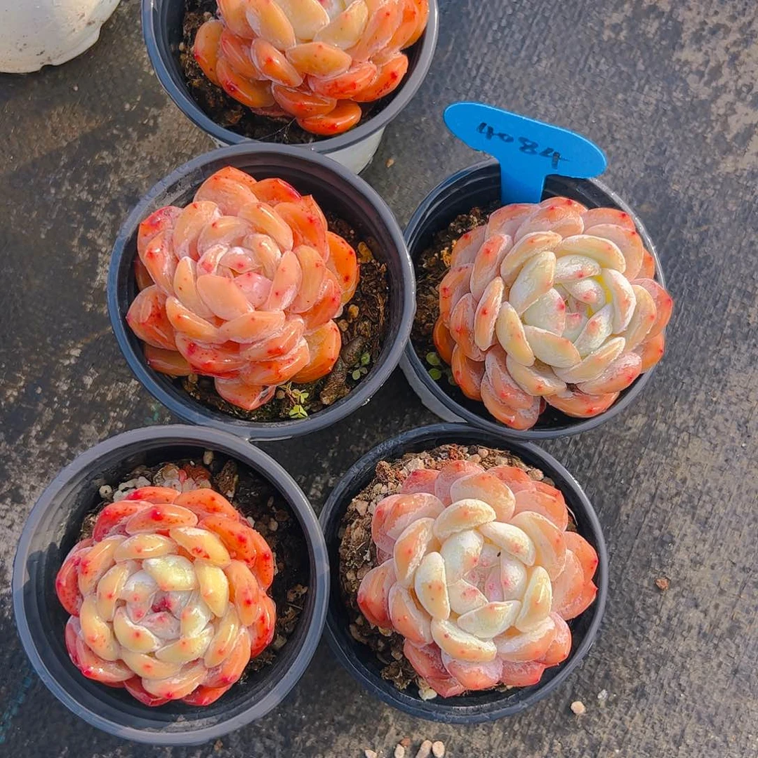 ?****?韩橙五颗4084号一物一拍