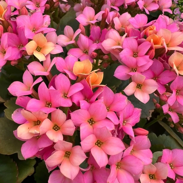 长寿花园～【多彩】130大盆 颜色渐变 稀有单瓣品种长寿花