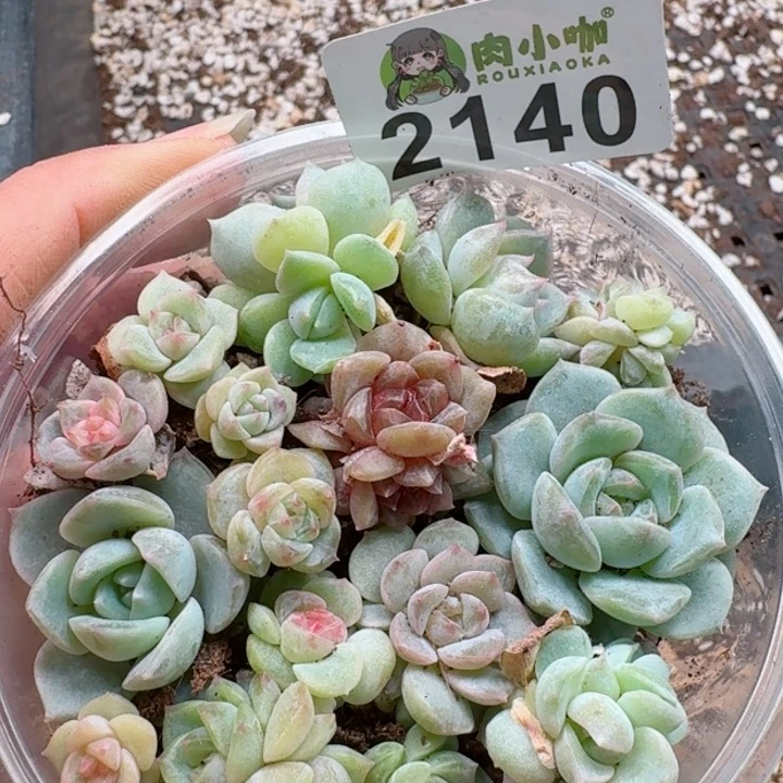 多肉植物多肉植物