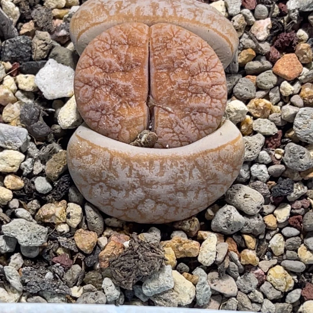 7309奶霜球体拿铁荒玉