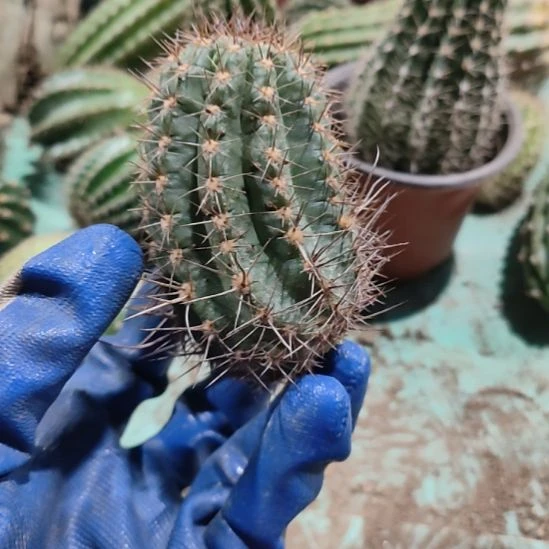 仙人球毛花柱苏乞儿侧芽瑕疵