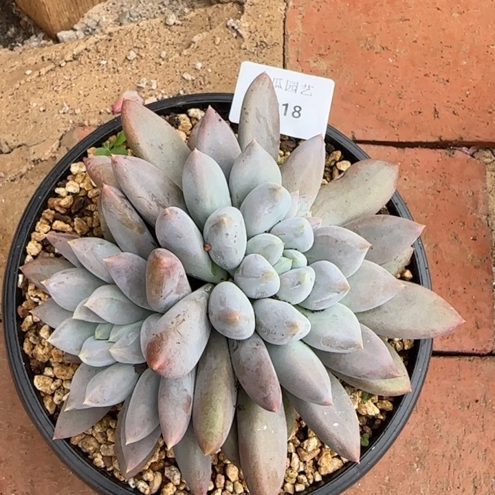 1918焦糖体哥特萝莉多肉植物