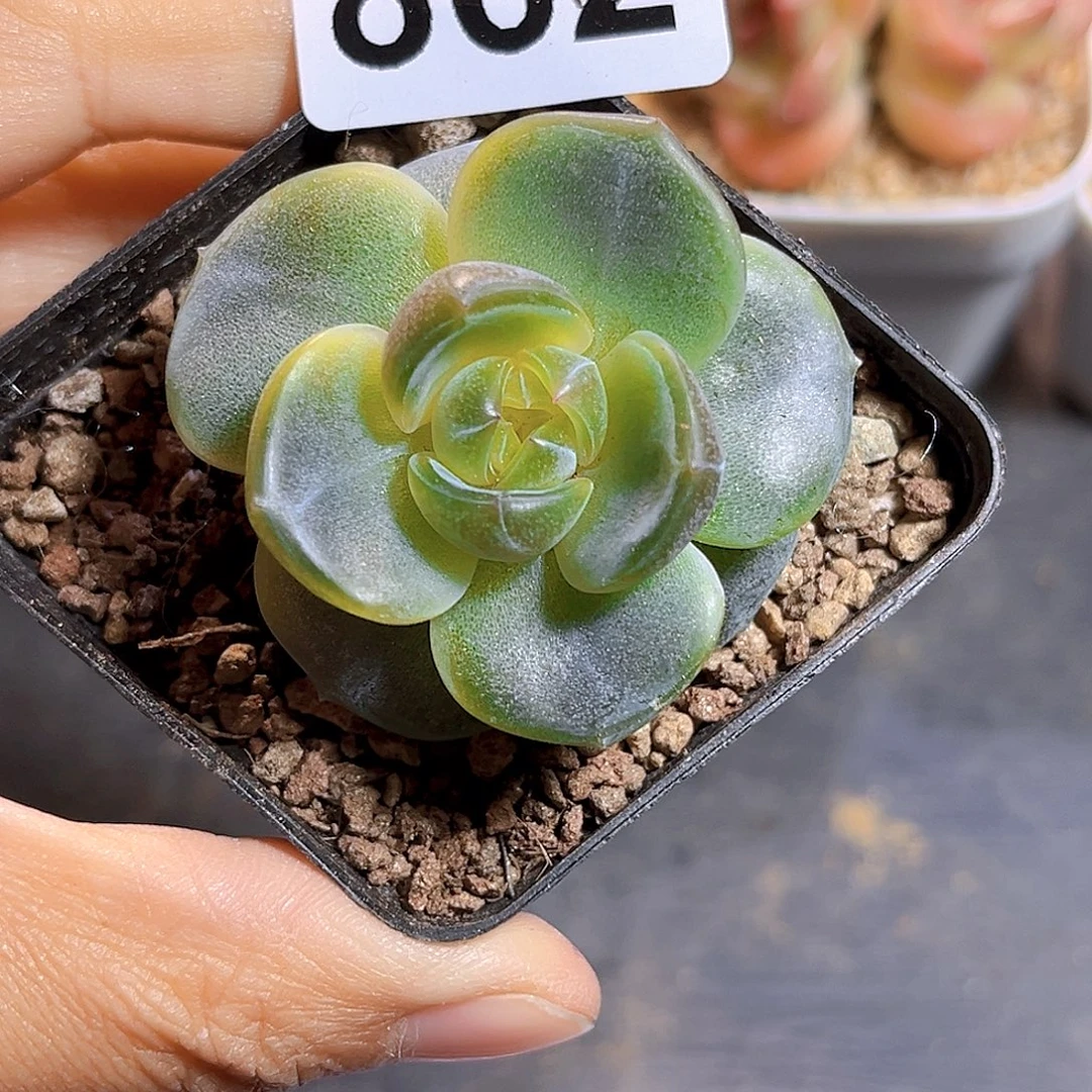 宇***骨862  海盐玫瑰、补差