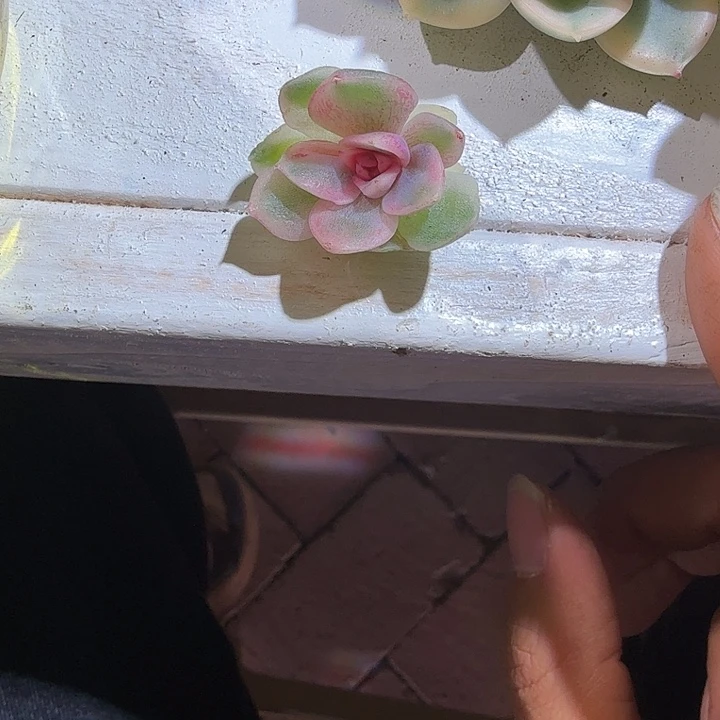 紫水晶锦多肉植物