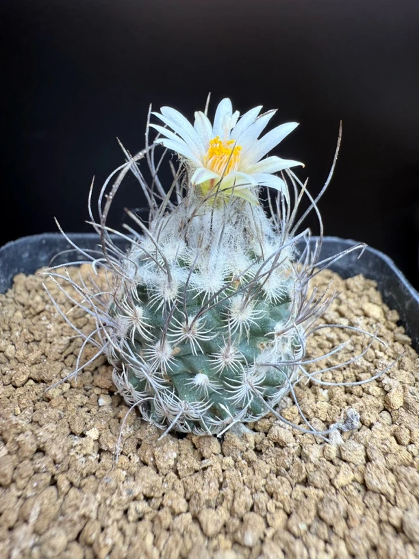 长刺迪克森Turbinicarpus schmiedickeanus subsp.