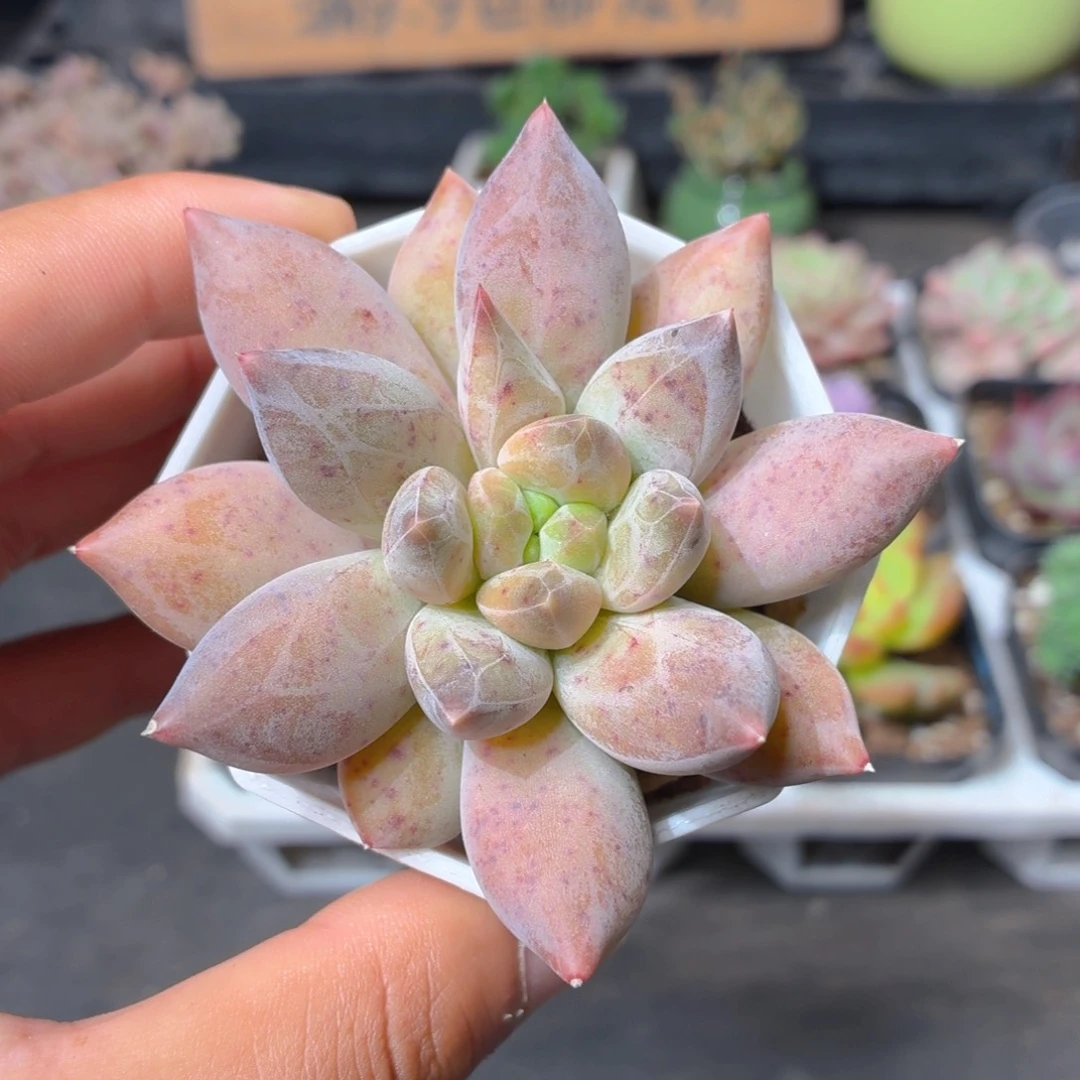 乌拉克拉多肉9.9包邮发货