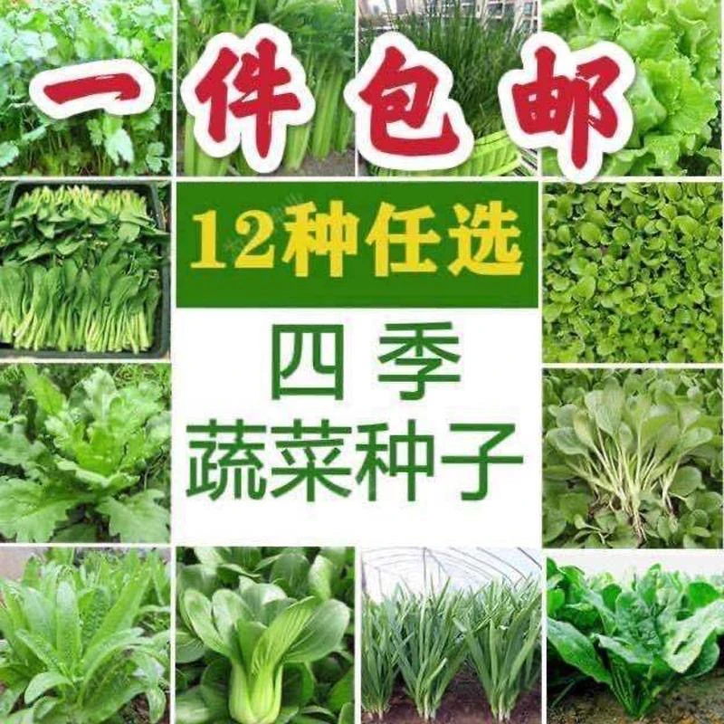 12种四季蔬菜种子套餐生菜菠菜韭菜香菜白菜阳台盆栽庭院青菜种子