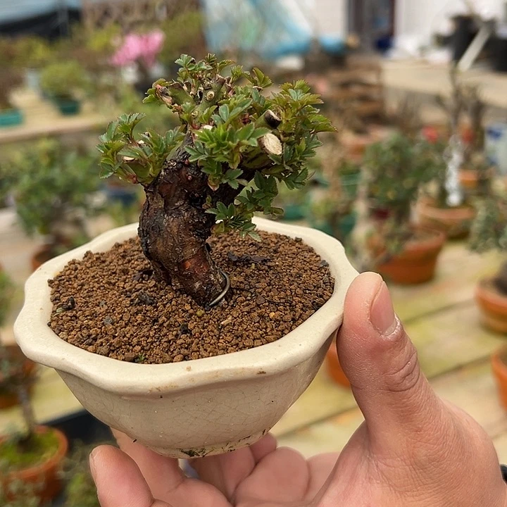 陶土茶台摆放小品姬蔷薇