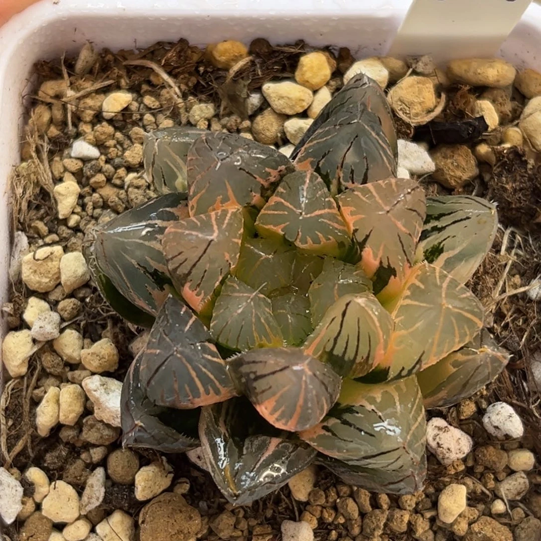 104龙爪玉露锦福利专场