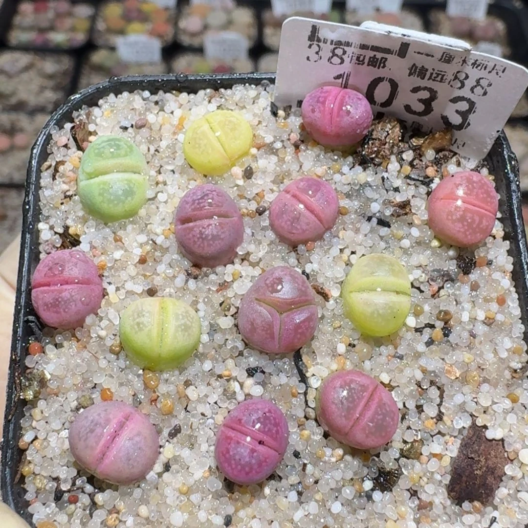 zzzz好货也清仓1033