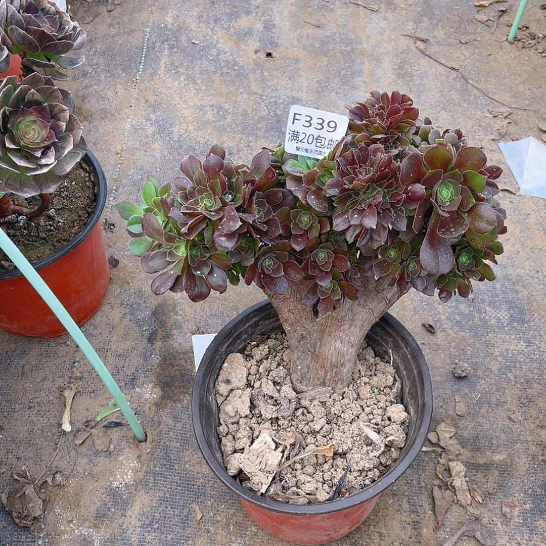 339玫瑰缀化多肉小损不包