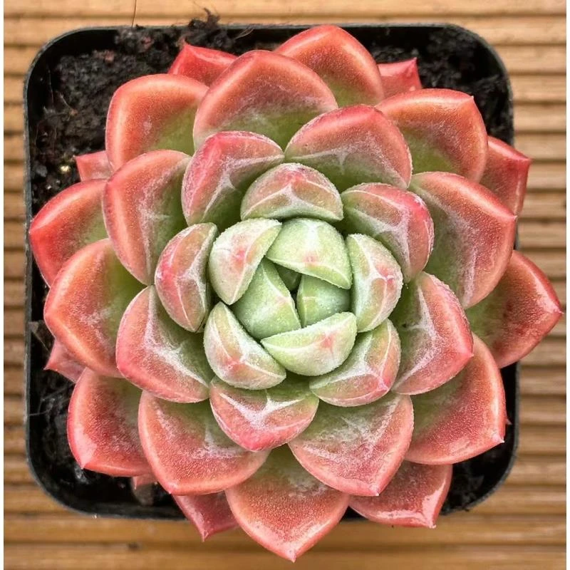 7#瑶池（青春版）多肉植物 前男友精品多肉  SM0182