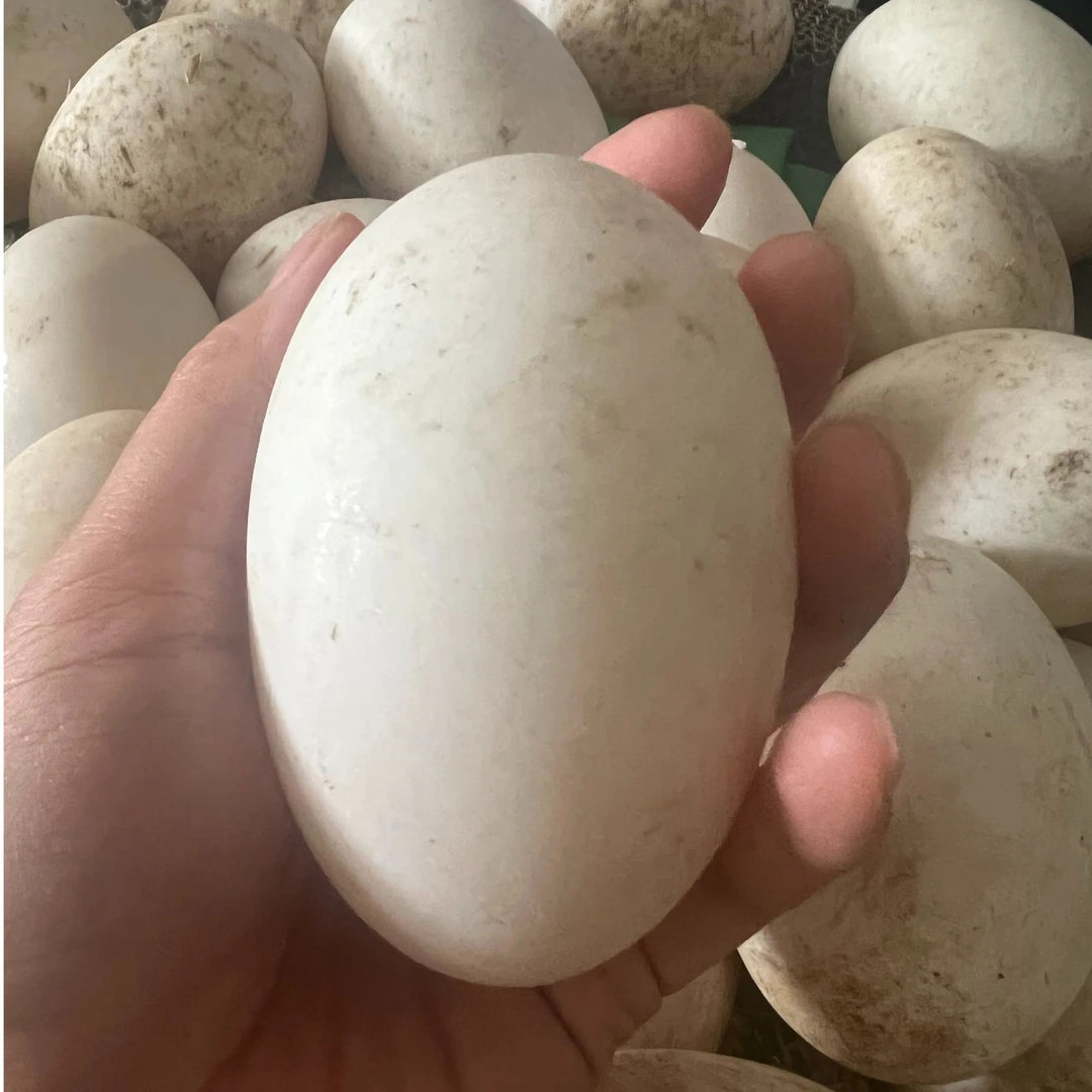 【现捡现发】新鲜农家散养土鹅蛋当天新鲜一箱12个每个130g以上双簧