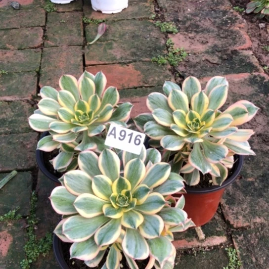 法师多肉植物Q*H法师916