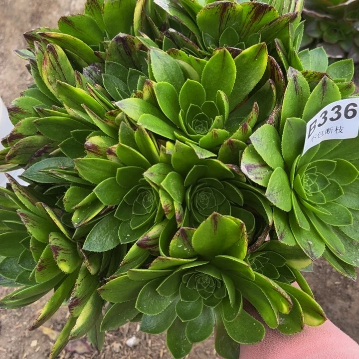 336绿魔多肉法师不包断枝