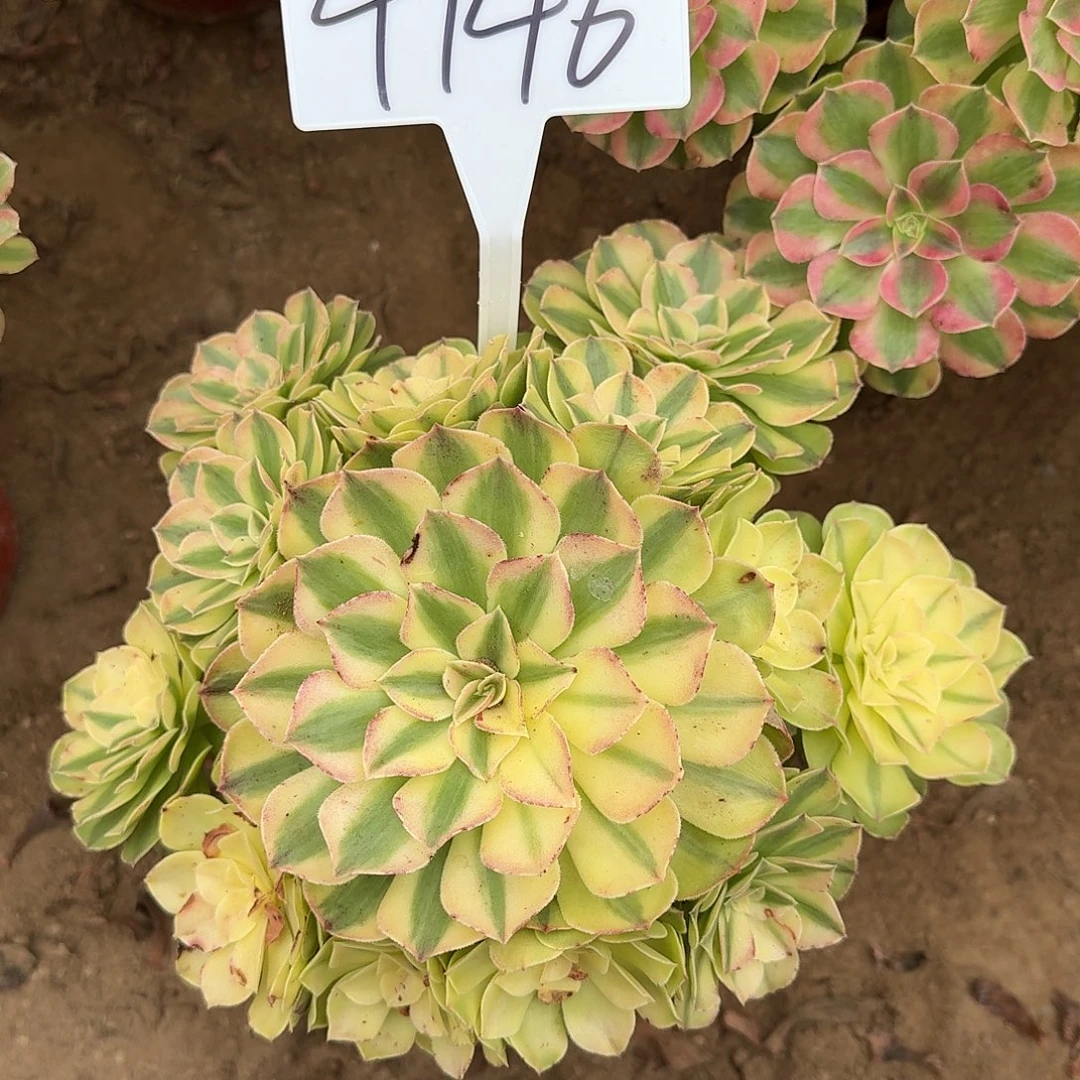 4146雨荷多肉法师