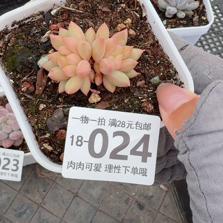 虞美人多肉无盆土发货多肉多