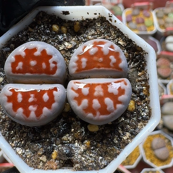 生石花2:：，星。 518号