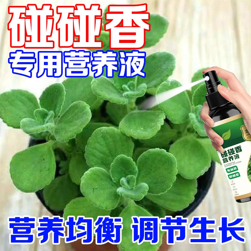 碰碰香营养液一抹香触留香液体肥料促生根营养素免稀释室内养花