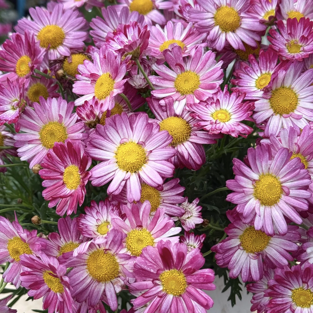 荷花仙子玛格丽特盆栽多年生易爆花发货快新手易养护