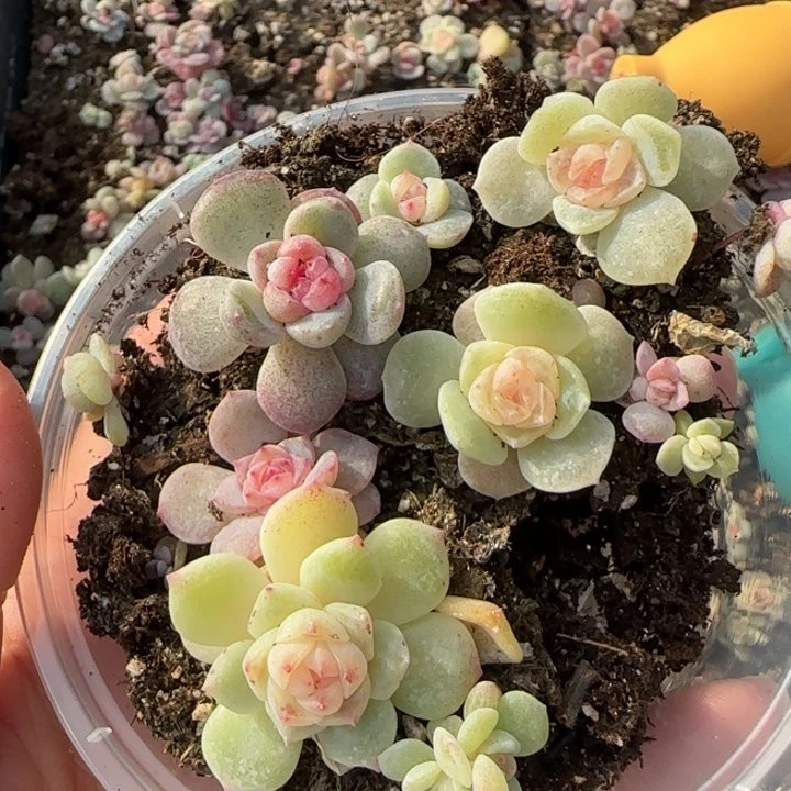 丽***莎24号绝绝子珍妮多肉一盒