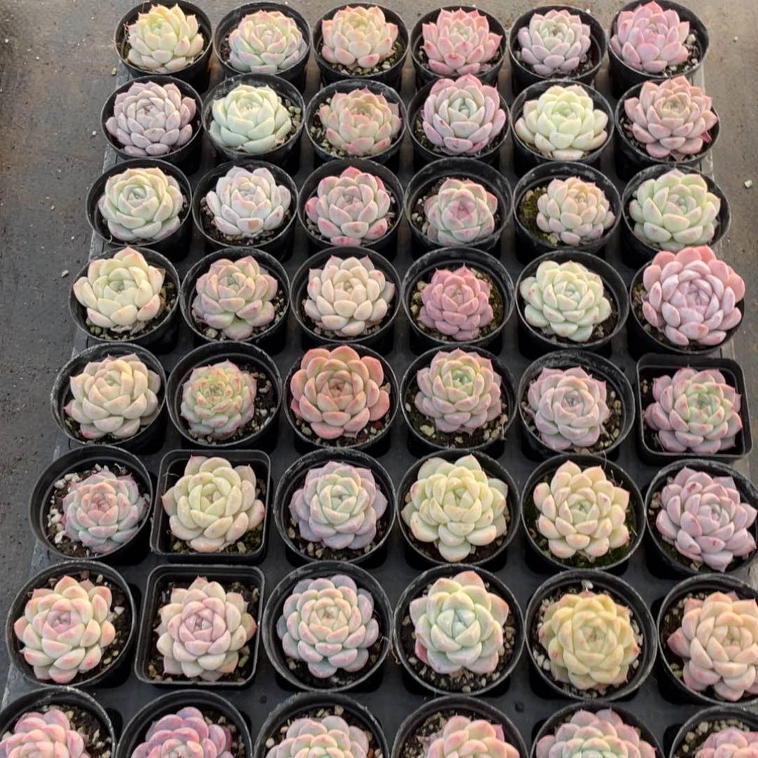 H****g一物一拍48棵31-306