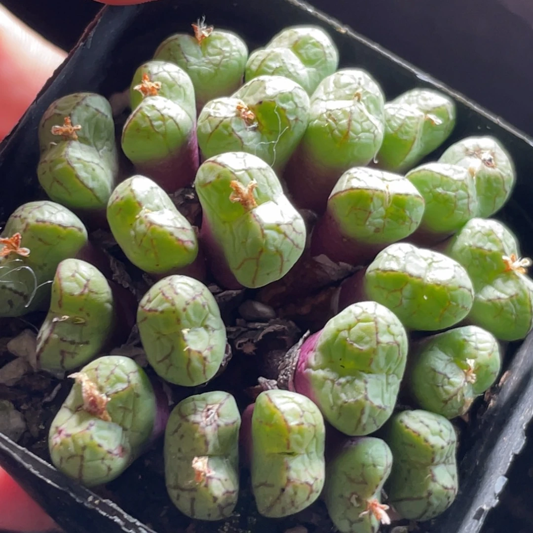 7方安贞大群特价～5