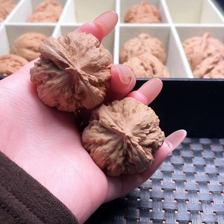 弓***同霸王龙核桃尺寸49