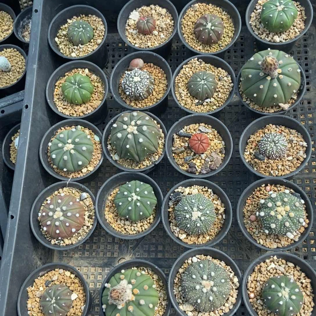 金***宴无刺仙人球开花了，