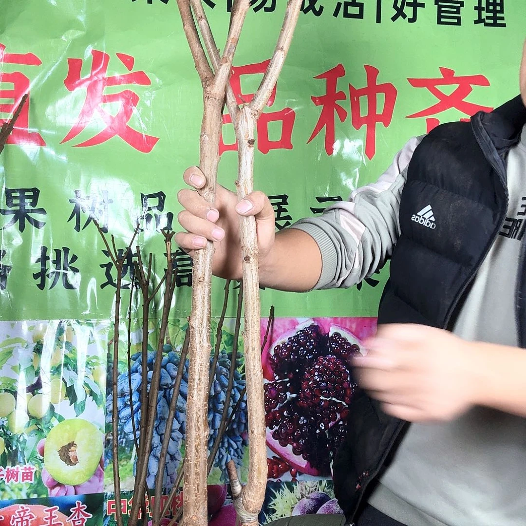 一颗黄蜜，一颗美早