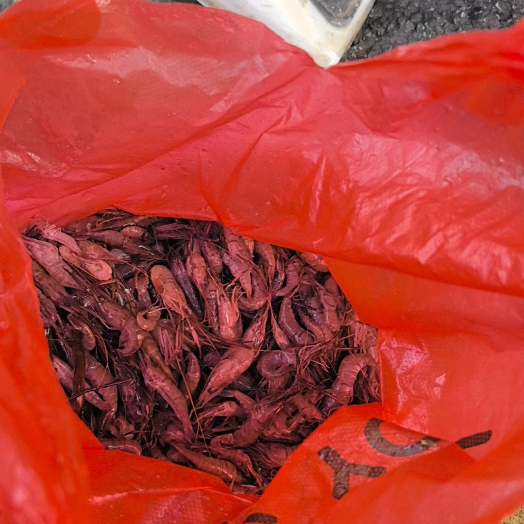 中国大陆36天食用农产品3.5斤野生河虾石台小李代购