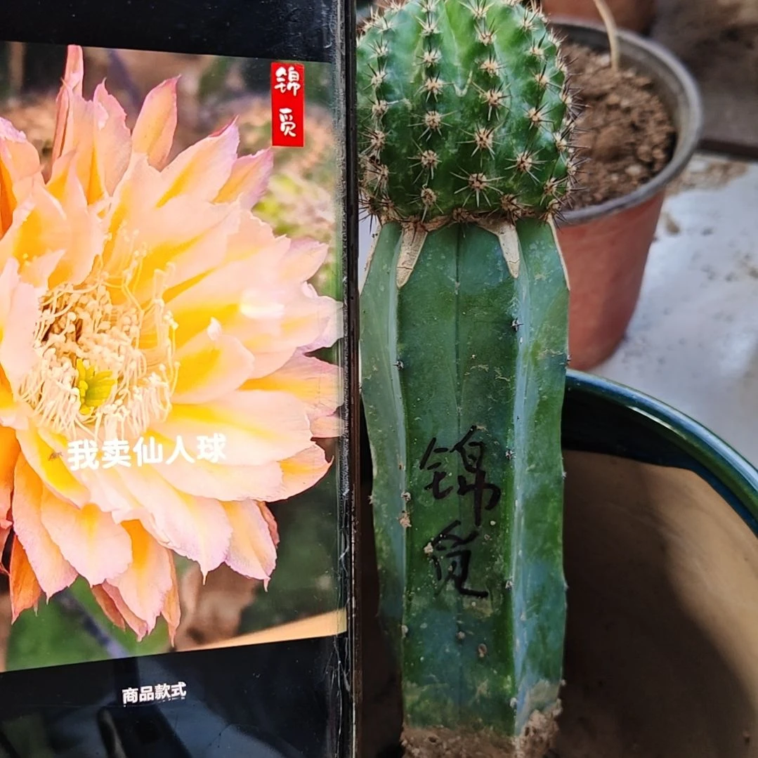 彩草锦觅龙神木嫁接福27