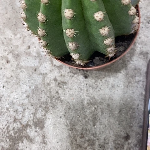杂河岸毛花，2589998