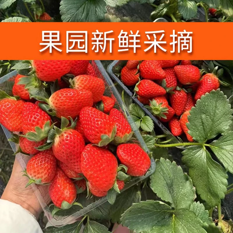 【红颜草莓】上海青浦白鹤本地头茬草莓上海市