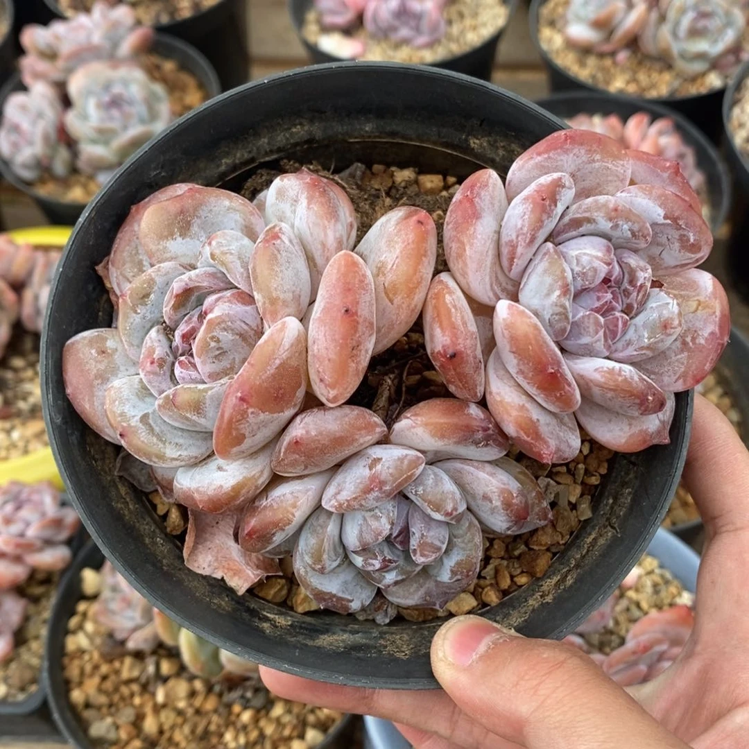 三头红皮紫心小肥肥