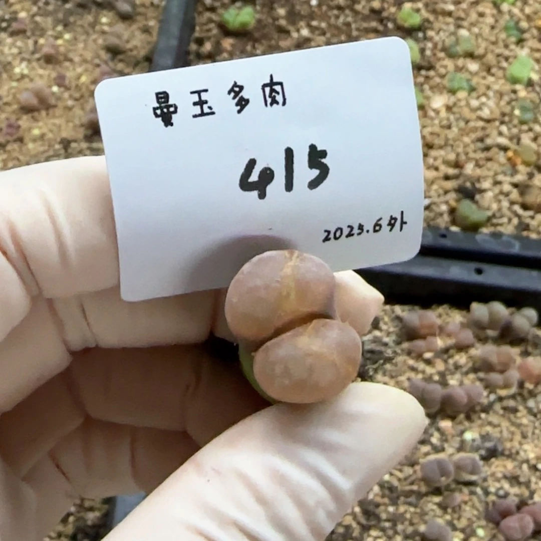 吧*?多肉多肉多肉6.4-415