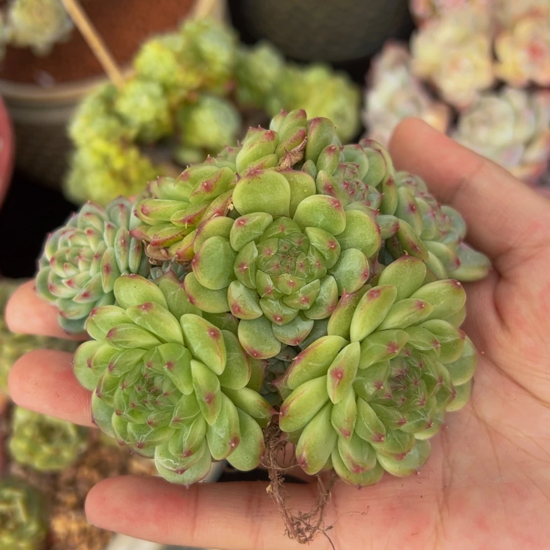 珍妮10头天天看着