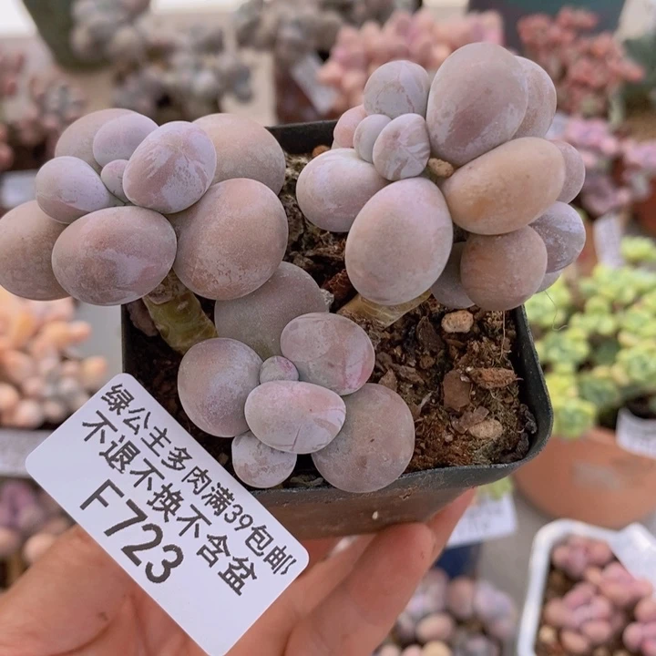 芭比奶洛8cm723多肉植物