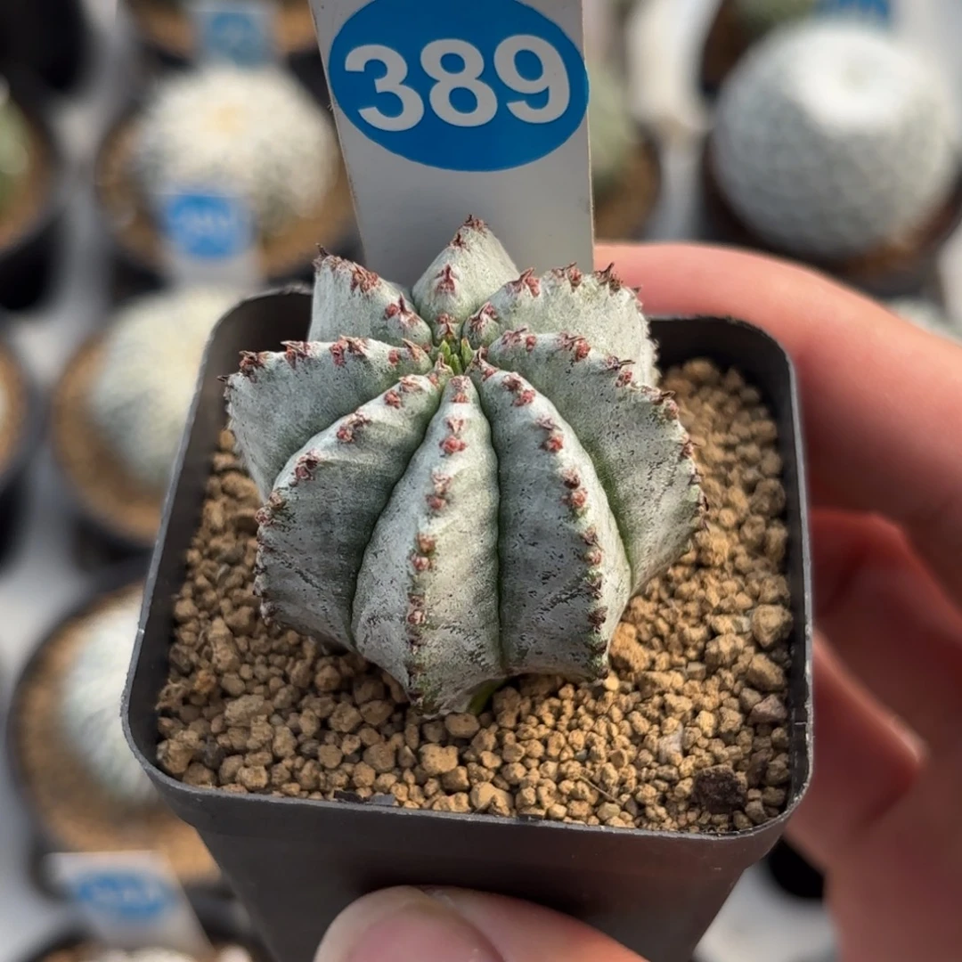 389白衣魁伟玉带盆带土