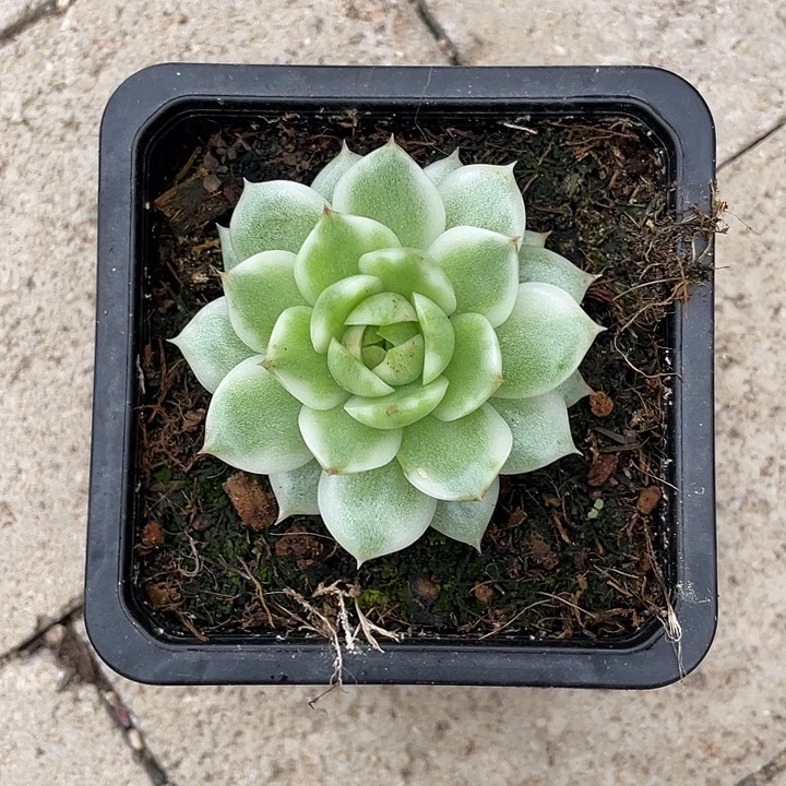 绿水晶锦一物一拍锦龙