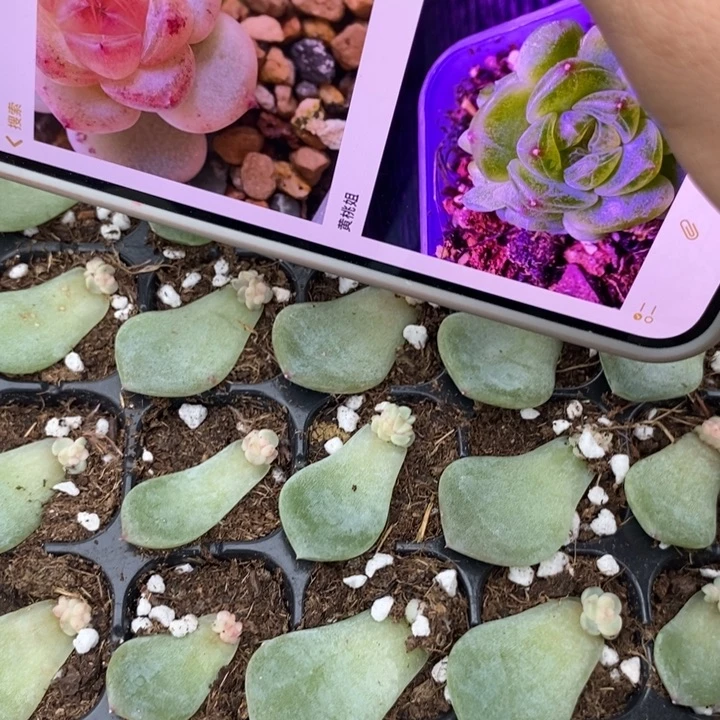 甜心877叶插状态小苗一个