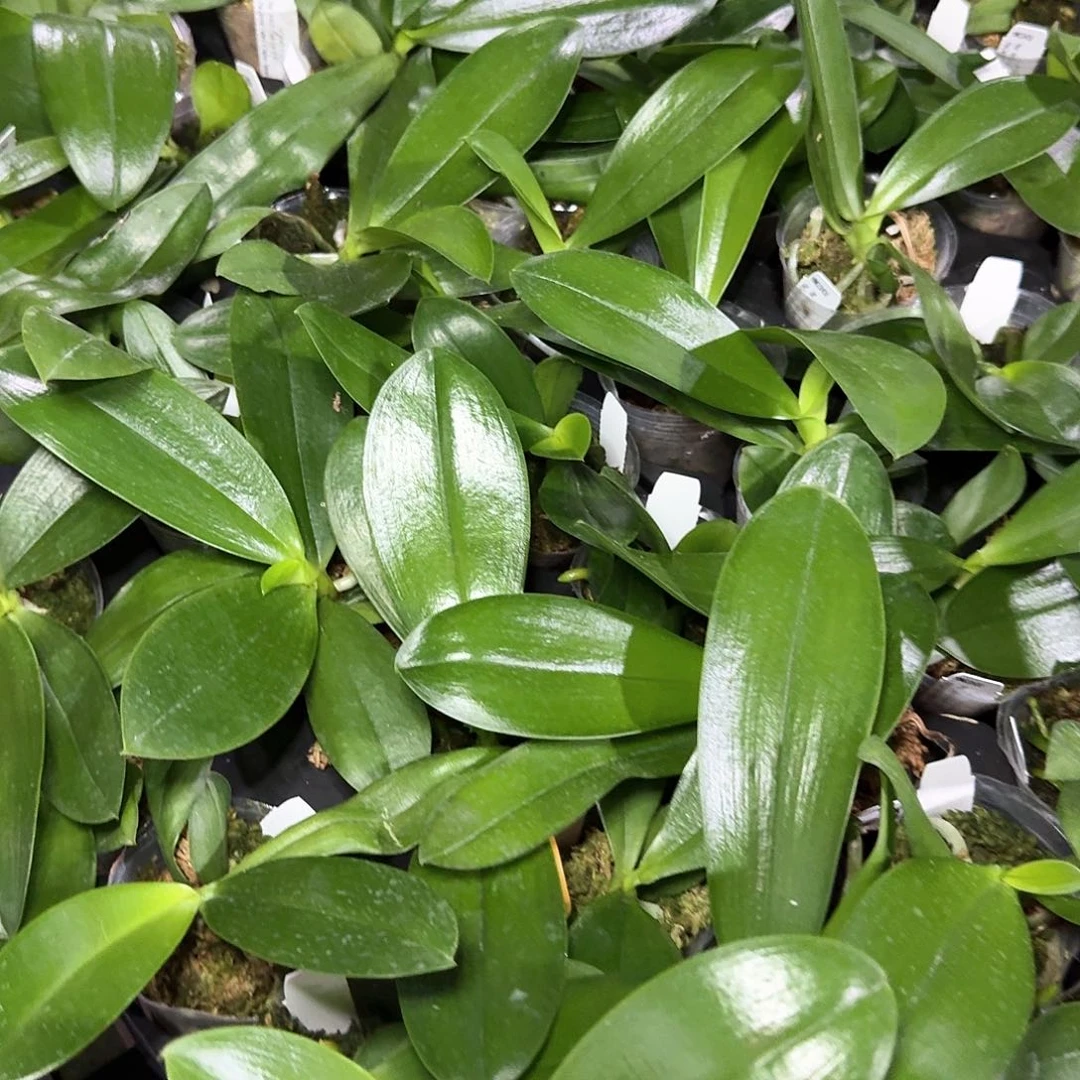 当前无花栽培后可以开花鹰眼交黄白跳yss1297